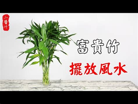 開運竹放哪裡|開運竹風水禁忌與擺放位置指南：助你提升家居風水、。